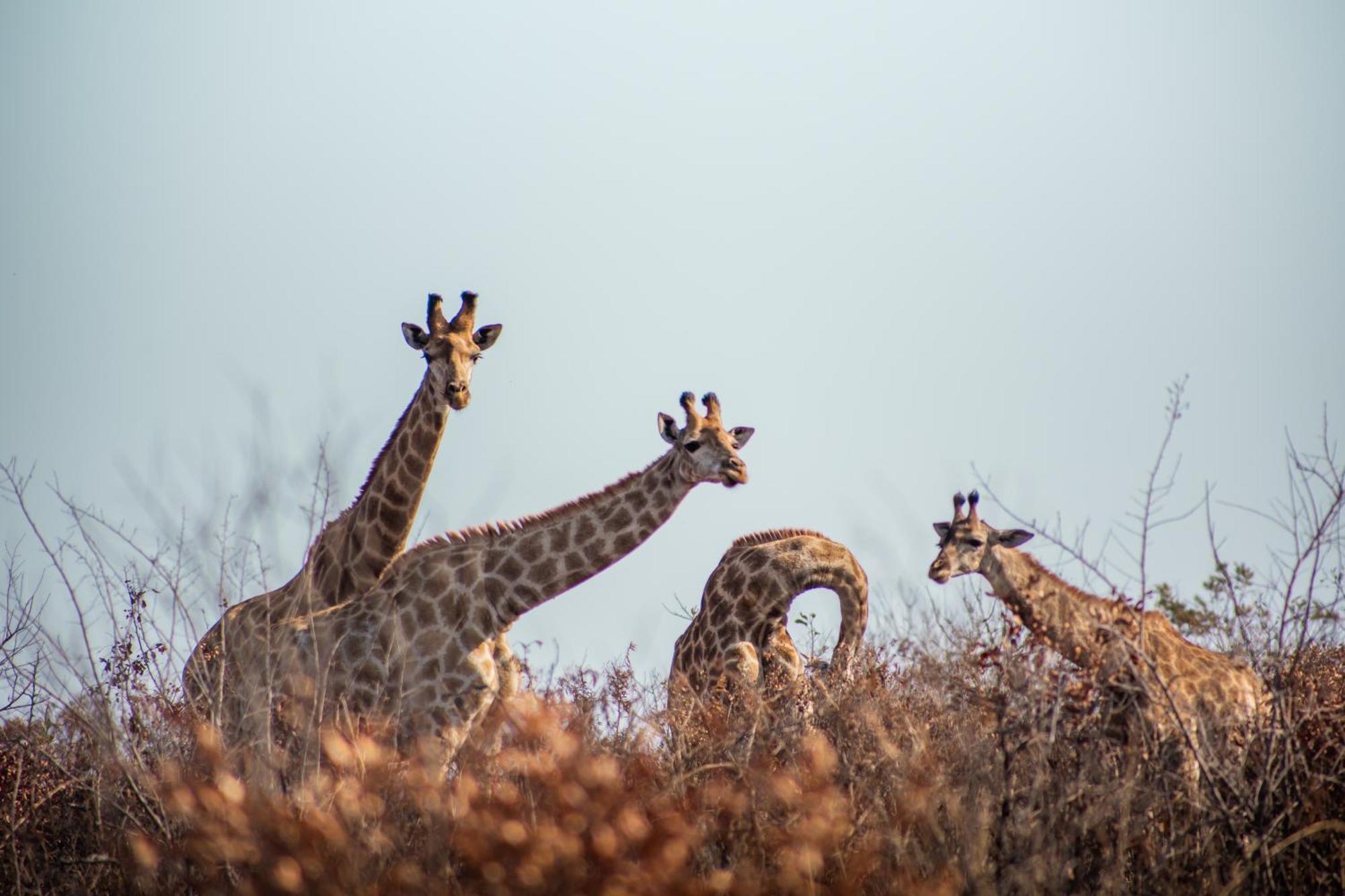 Ndhula Luxury Tented Lodge White River Luaran gambar